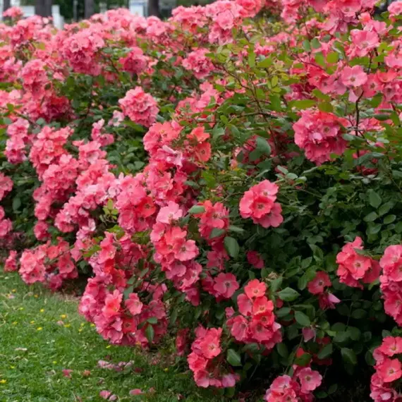 Роза почвопокровная Дусор Норманде