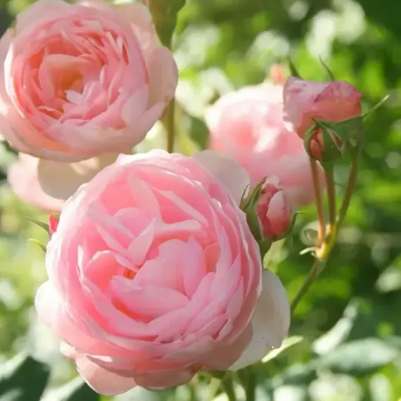 Роза английская Херитейдж