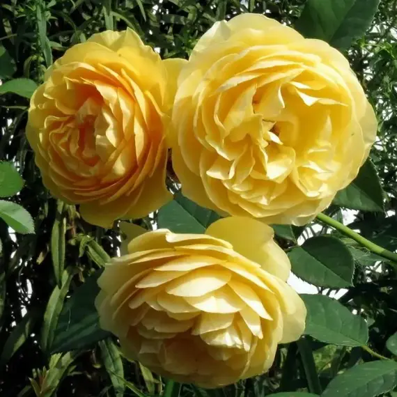 Роза английская Грехам Томас