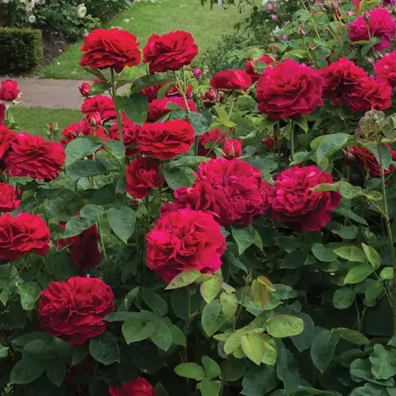 Роза английская Л. Д. Брейтуэйт