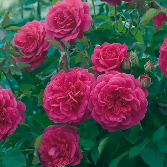 Роза английская Сэр Джон Бетджеман