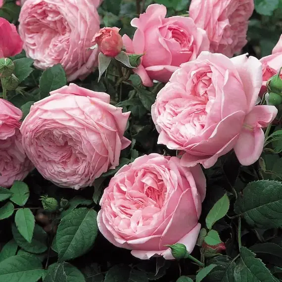 Роза английская Спирит оф Фридом