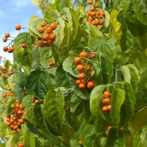 Древогубец лазящий Диана