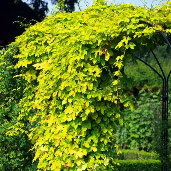 Древогубец круглолистный