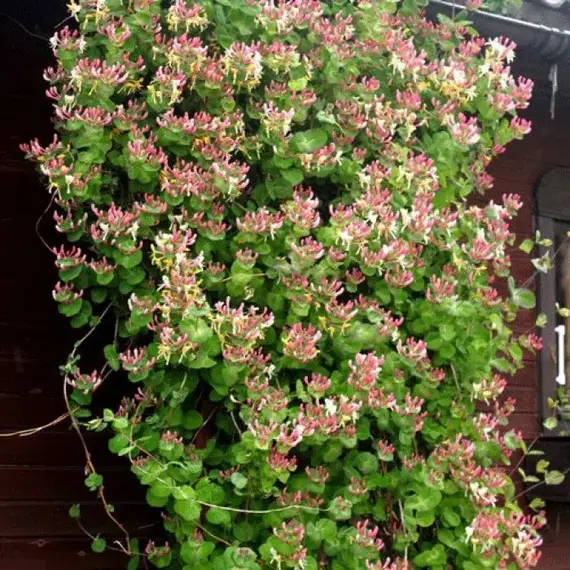 Жимолость вьющаяся Каприфоль