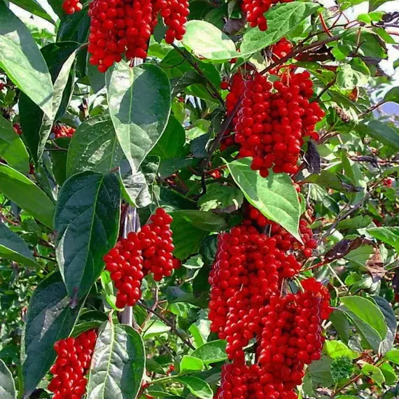 Лимонник китайский