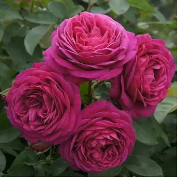 Роза английская Олд Порт