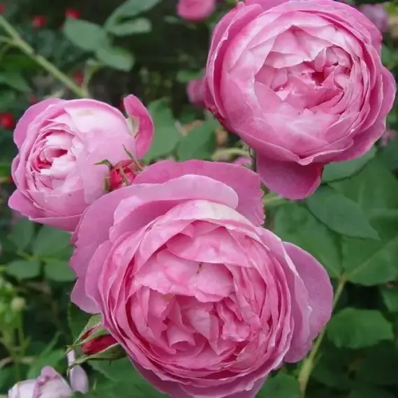 Роза бурбонская Ла Рейн Виктория