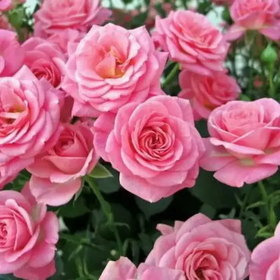 Роза грандифлора Куин Элизабет