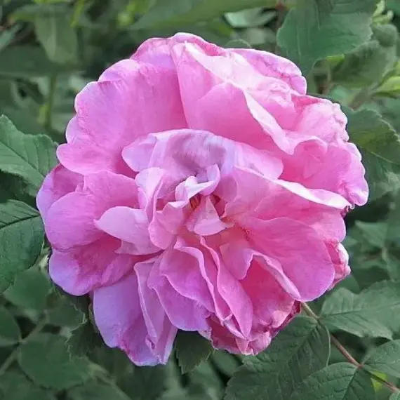 Роза канадская Свит Аделин корнесобственная