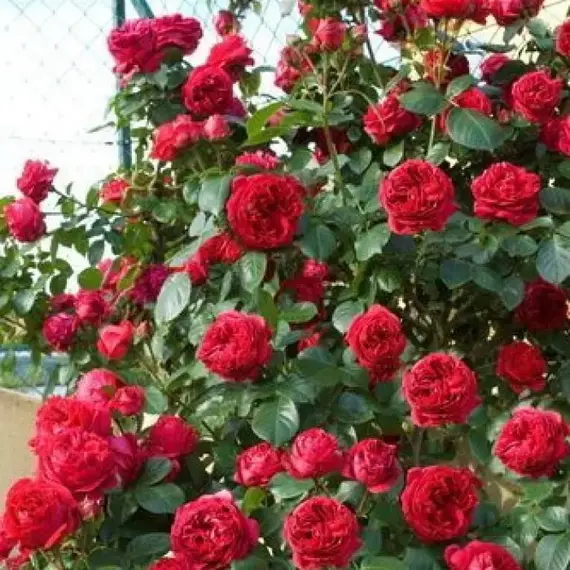 Роза плетистая Эрик Табарли