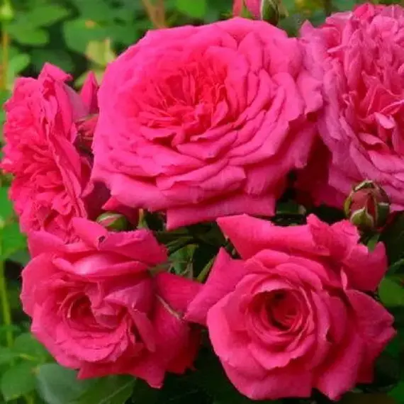 Роза плетистая Лагуна