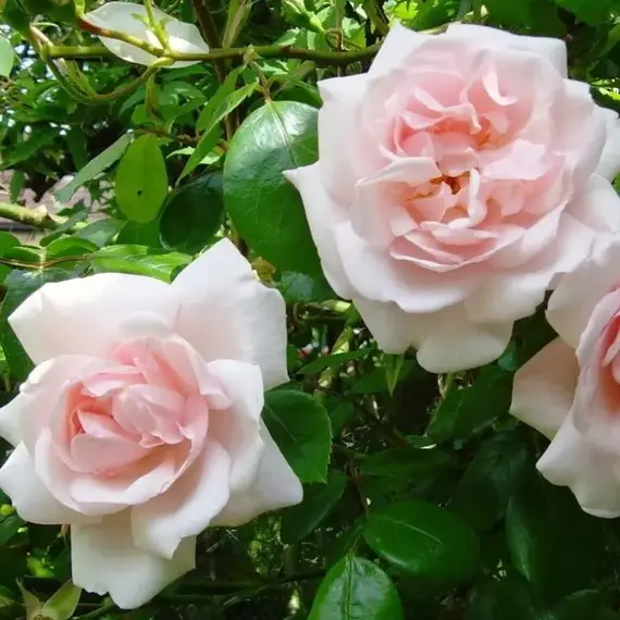 Роза плетистая Нью Даун