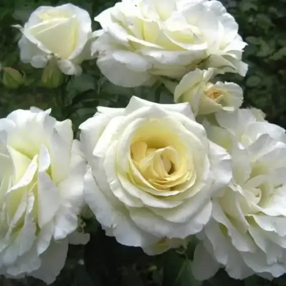 Роза плетистая Шнеевальцер