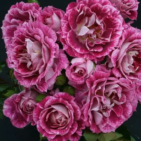 Роза флорибунда Летс Селебрейт