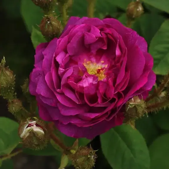 Роза сентифолиа Вильям Лоб0