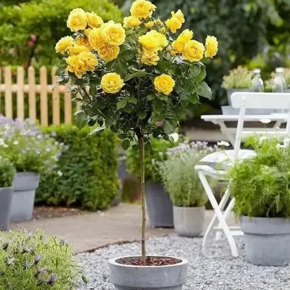 Роза на штамбе Фрезия