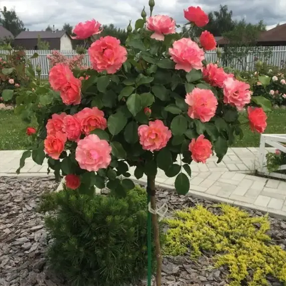 Роза на штамбе Жан Кокто