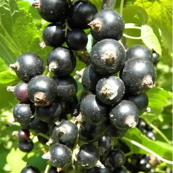 Смородина чёрная Черешневая