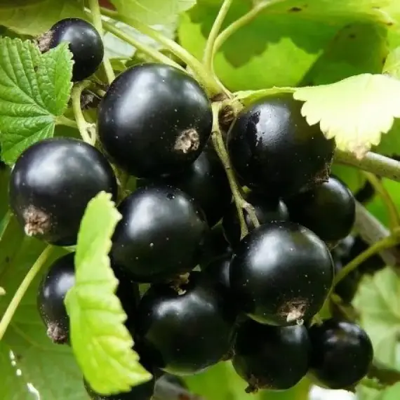 Смородина черная Добрыня