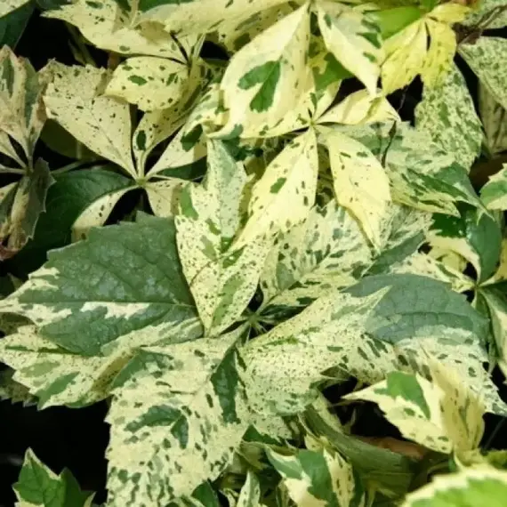 Виноград девичий Стар Шоверс