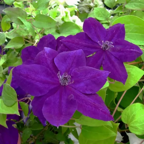 Клематис Аметист Бьюти