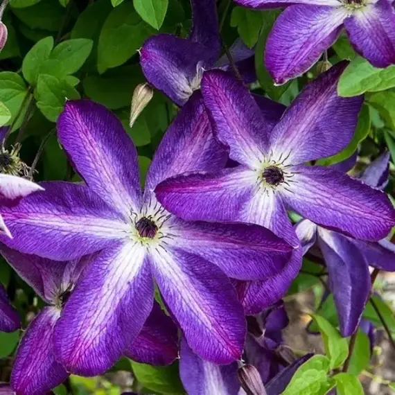 Клематис Веноза Виолацеа