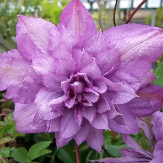 Клематис Протеус