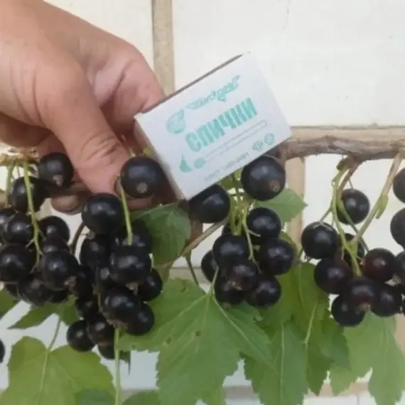 Смородина черная Селеченская-2