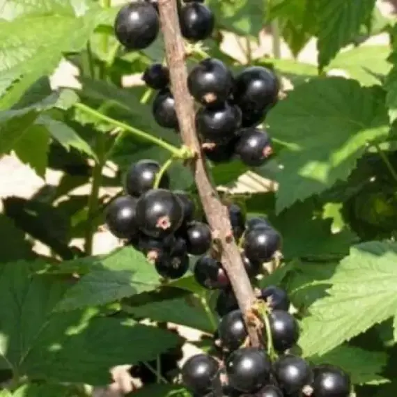 Смородина черная Катюша