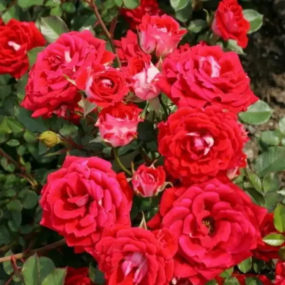 Роза миниатюрная Майди