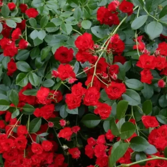 Роза почвопокровная Скарлетт Мейландекор