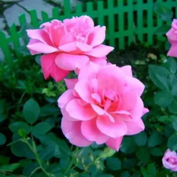 Роза канадская Дэ Монтервиль корнесобственная