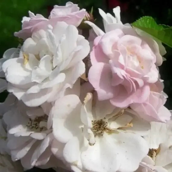 Роза плетистая Перенниал Блаш