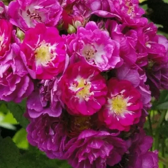 Роза плетистая Перенниал Блю