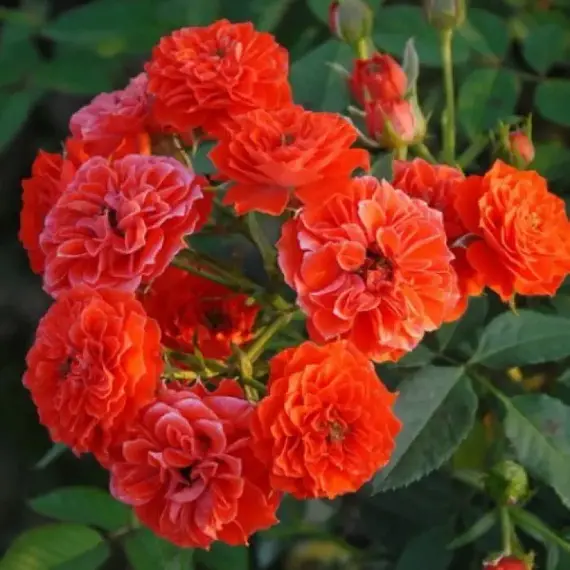 Роза плетистая Гримпант Оранж Мейландина