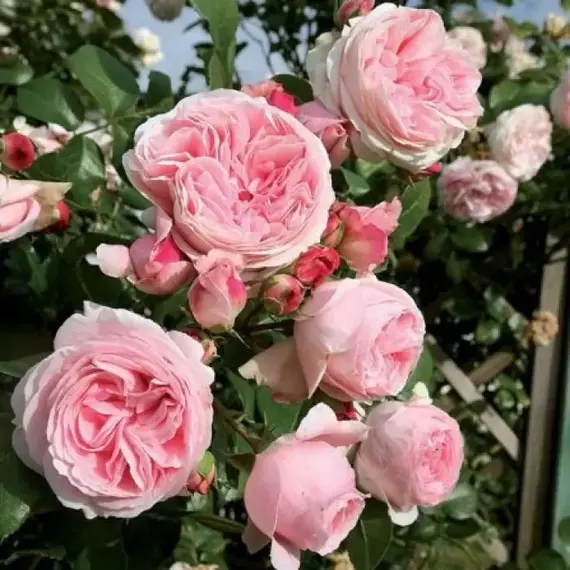 Роза плетистая Джардина