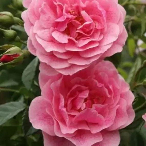 Роза плетистая Камелот