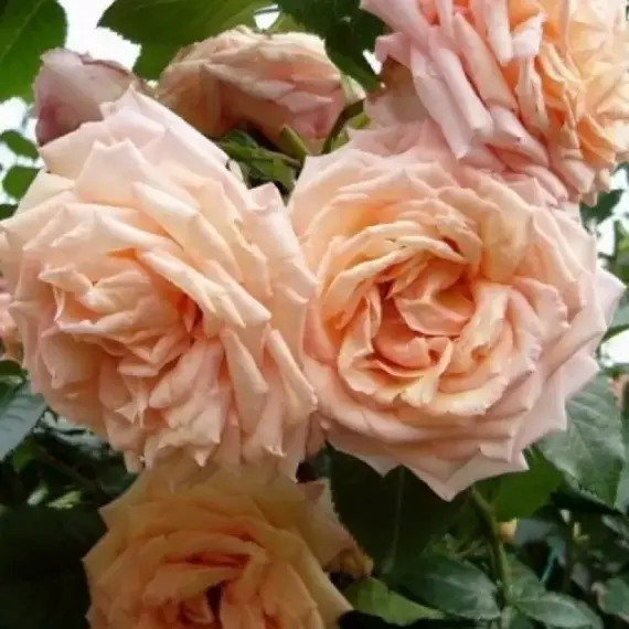 Роза плетистая Барок