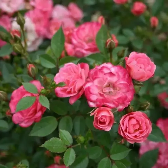 Роза миниатюрная Тини Вини