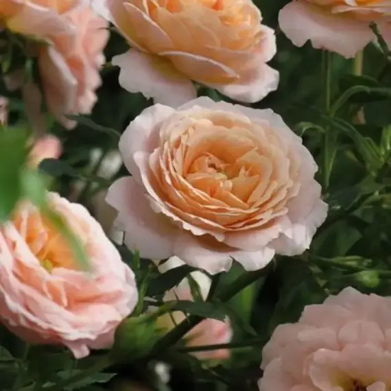 Роза миниатюрная Пич Клементина