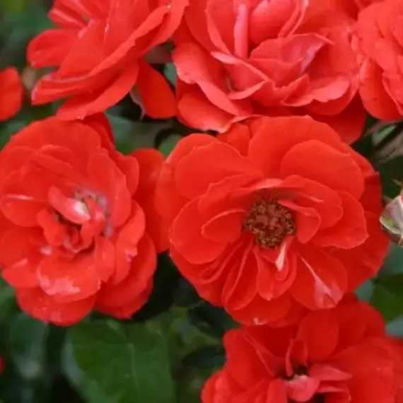 Роза миниатюрная Оранж Мейландина