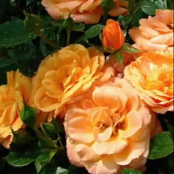 Роза миниатюрная Эприкот Клементина