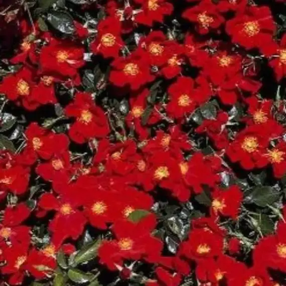 Роза почвопокровная Ред Хейз