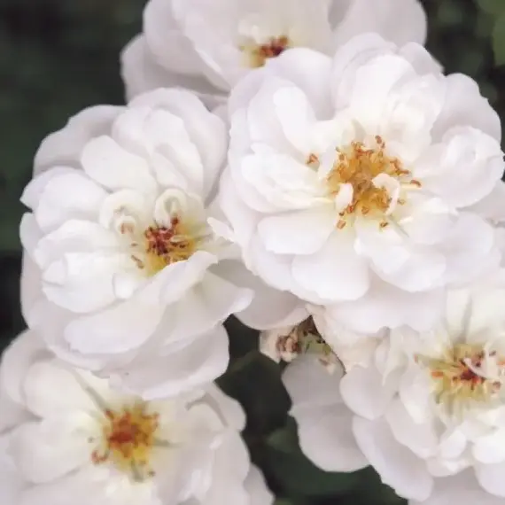 Роза почвопокровная Биненвайде Вайс