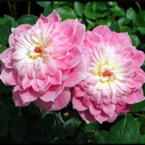 Роза миниатюрная Пинк Пудл