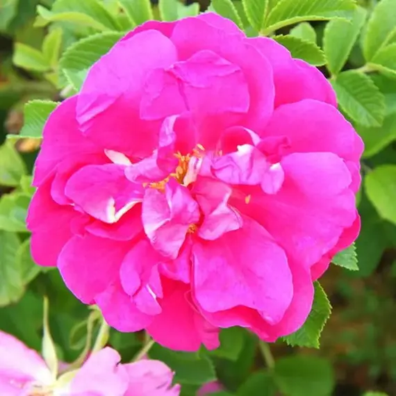 Роза канадская Дэвид Томпсон корнесобственная