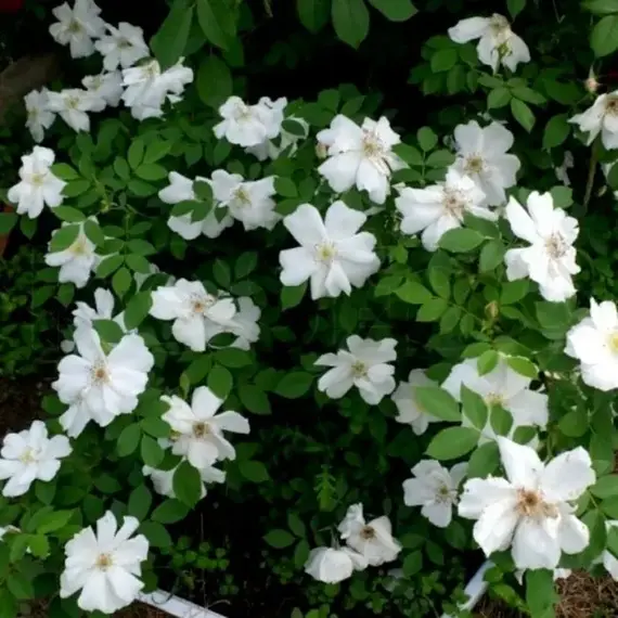 Роза канадская Моден Сноубьюти корнесобственная