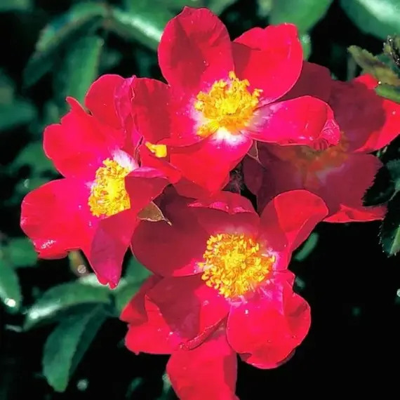 Роза канадская Вильям Бут корнесобственная