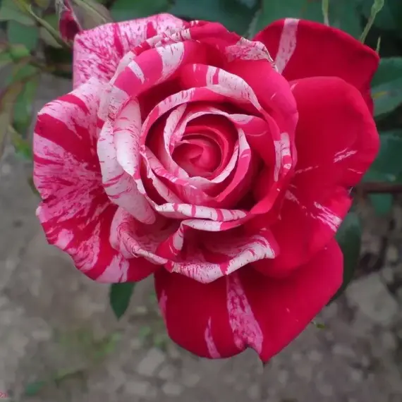 Роза флорибунда Пасадена